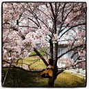 北九州(ホテル)は桜が満開です！1